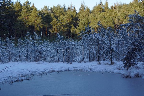 Der Feuerlöschteich im Rüstjer Forst im Winter.