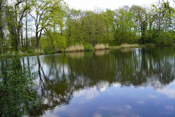 Buschteich in Dollern